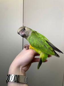 Сенегальский папуга, сенегал, сенегалець, сенегальский длиннокрылый попугай