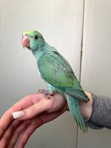 Намистовий папуга, ожереловий папуга, ручні малюки викормиші, Крамера, кільчастий папуга