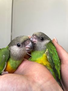 Сенегальский папуга, сенегал, сенегалець, сенегальский длиннокрылый попугай