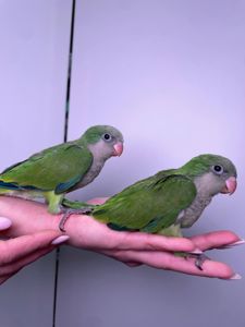 Каліта монах, ручний квакер, неймовірні папуги для дому, окільцьовані монахи з днк тестом