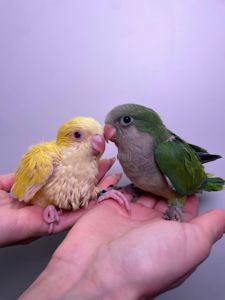 Каліта монах, ручний квакер, неймовірні папуги для дому, окільцьовані монахи з днк тестом