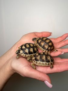 Сухопутна черепаха середньоазіатся та балканська