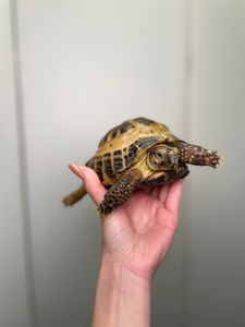 Сухопутна черепаха середньоазіатся та балканська