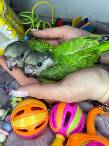 Сенегальский папуга, сенегал, сенегалець, сенегальский длиннокрылый попугай