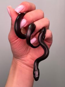 чорна змія Ніграта, мексиканська королівська змія Нігріта, неотруйна чорна змія ручні особини