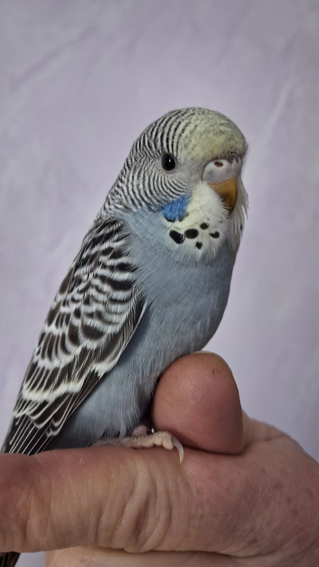 Волнистые попугайчики