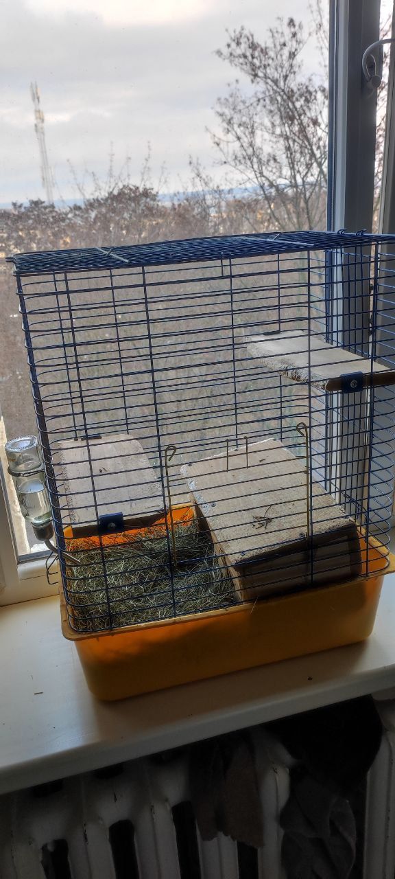 Шиншилла в добрі руки