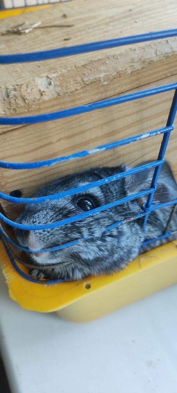 Шиншилла в добрі руки