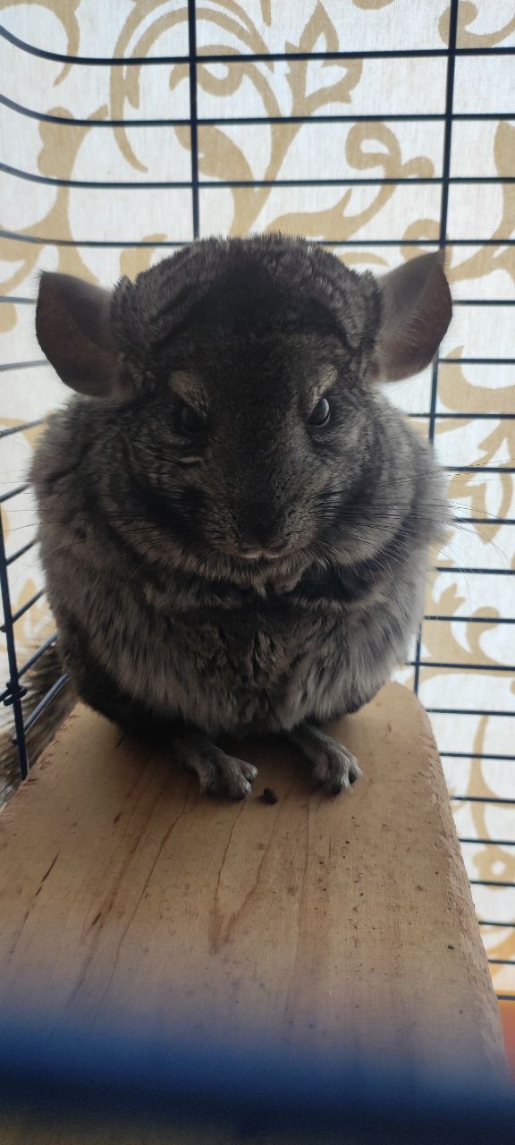 Шиншилла в добрі руки