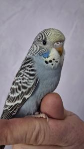 Волнистые попугайчики