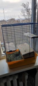 Шиншилла в добрі руки