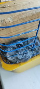 Шиншилла в добрі руки