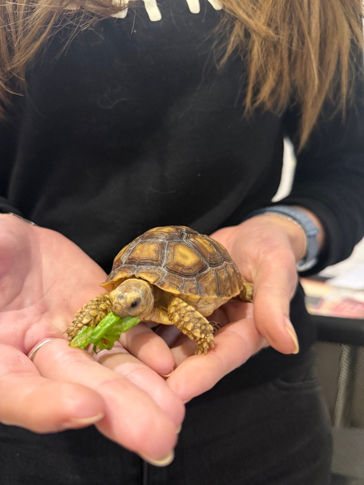 Сухопутная черепаха шпороносная с роскошной окраской