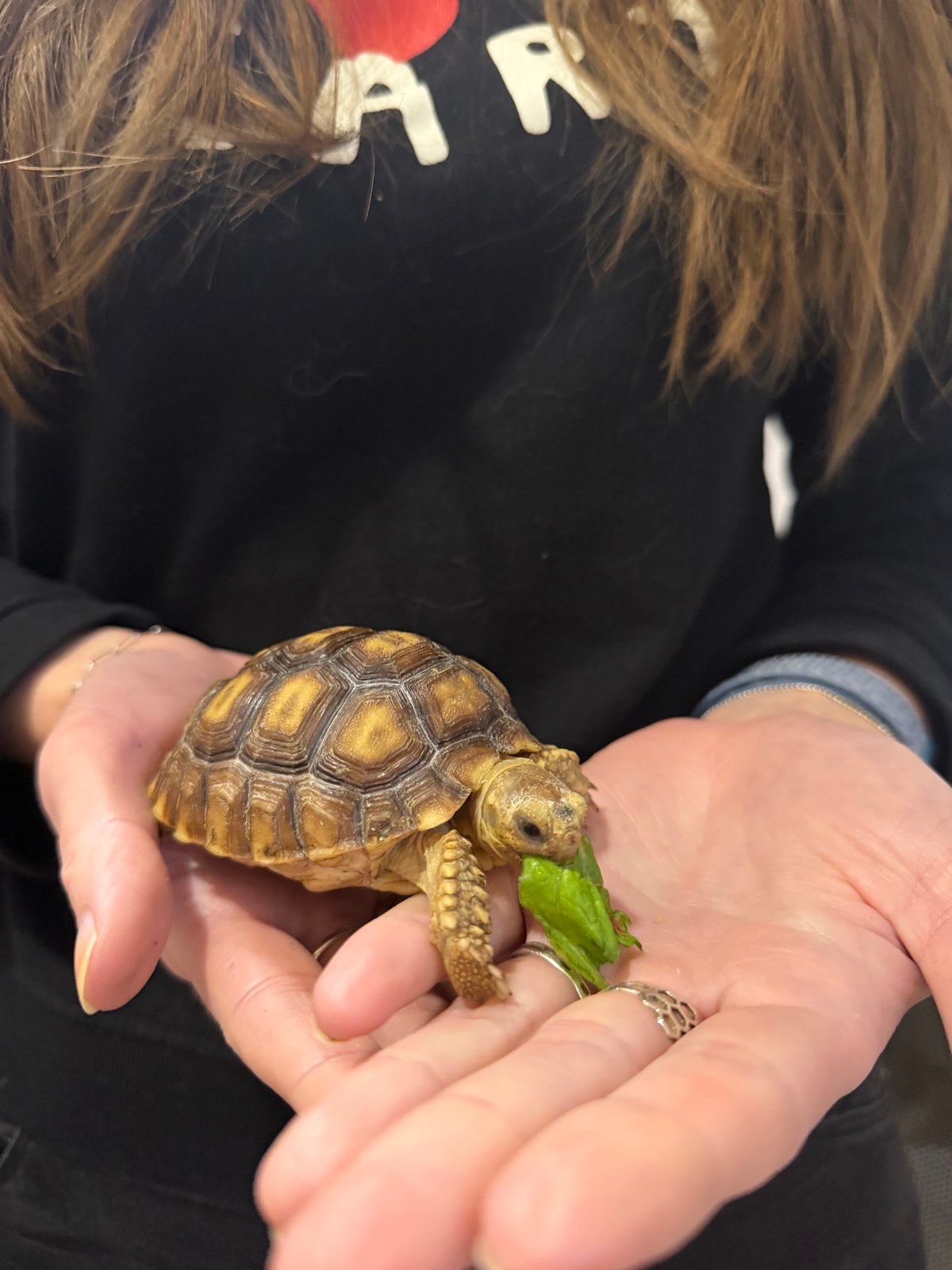 Сухопутная черепаха шпороносная с роскошной окраской