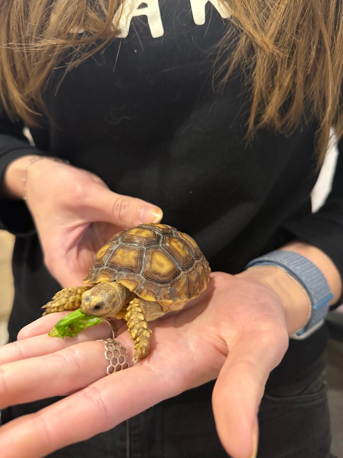 Сухопутная черепаха шпороносная с роскошной окраской