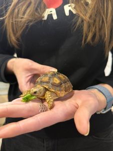 Сухопутная черепаха шпороносная с роскошной окраской