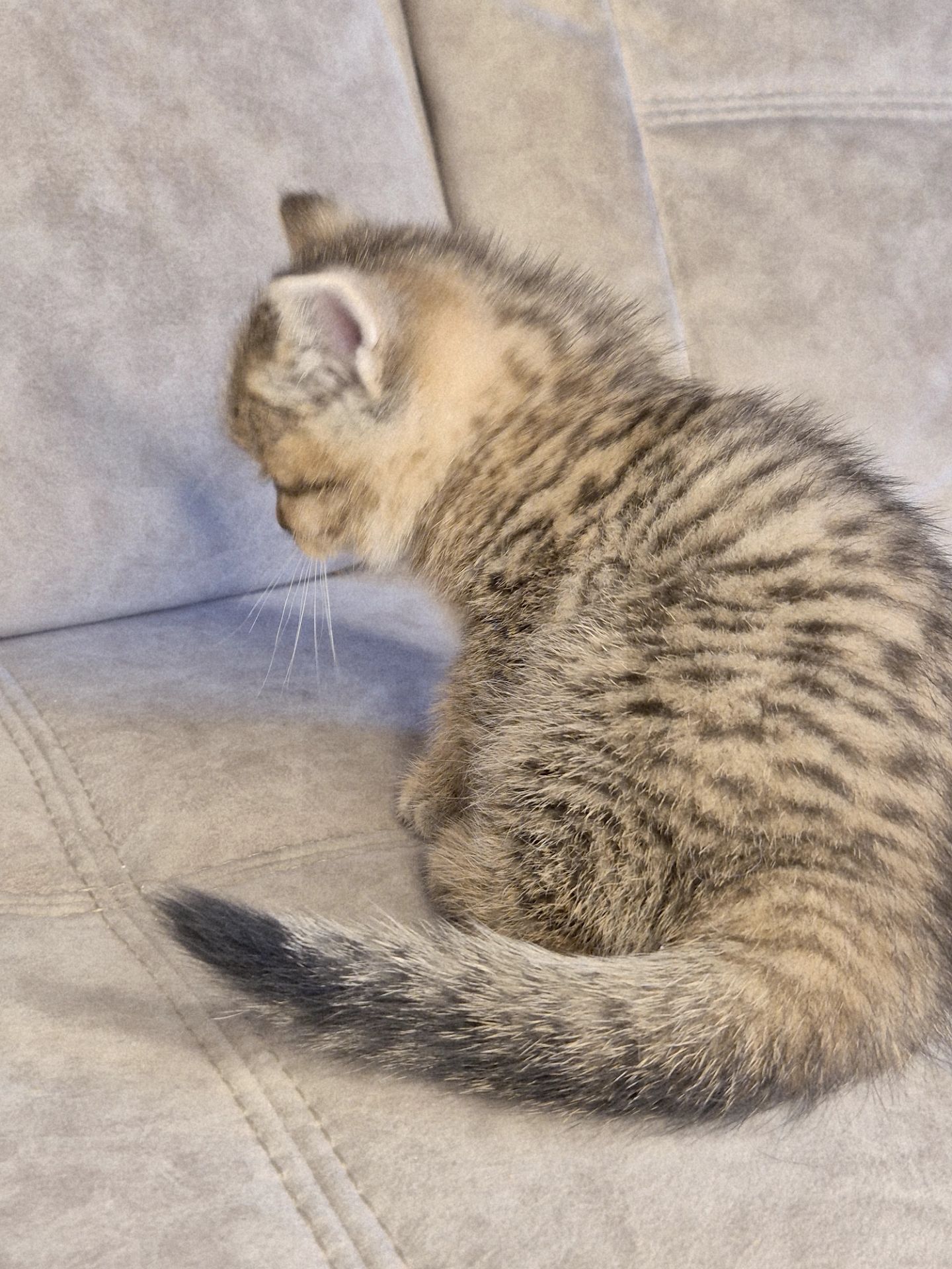 Котята золота шиншила