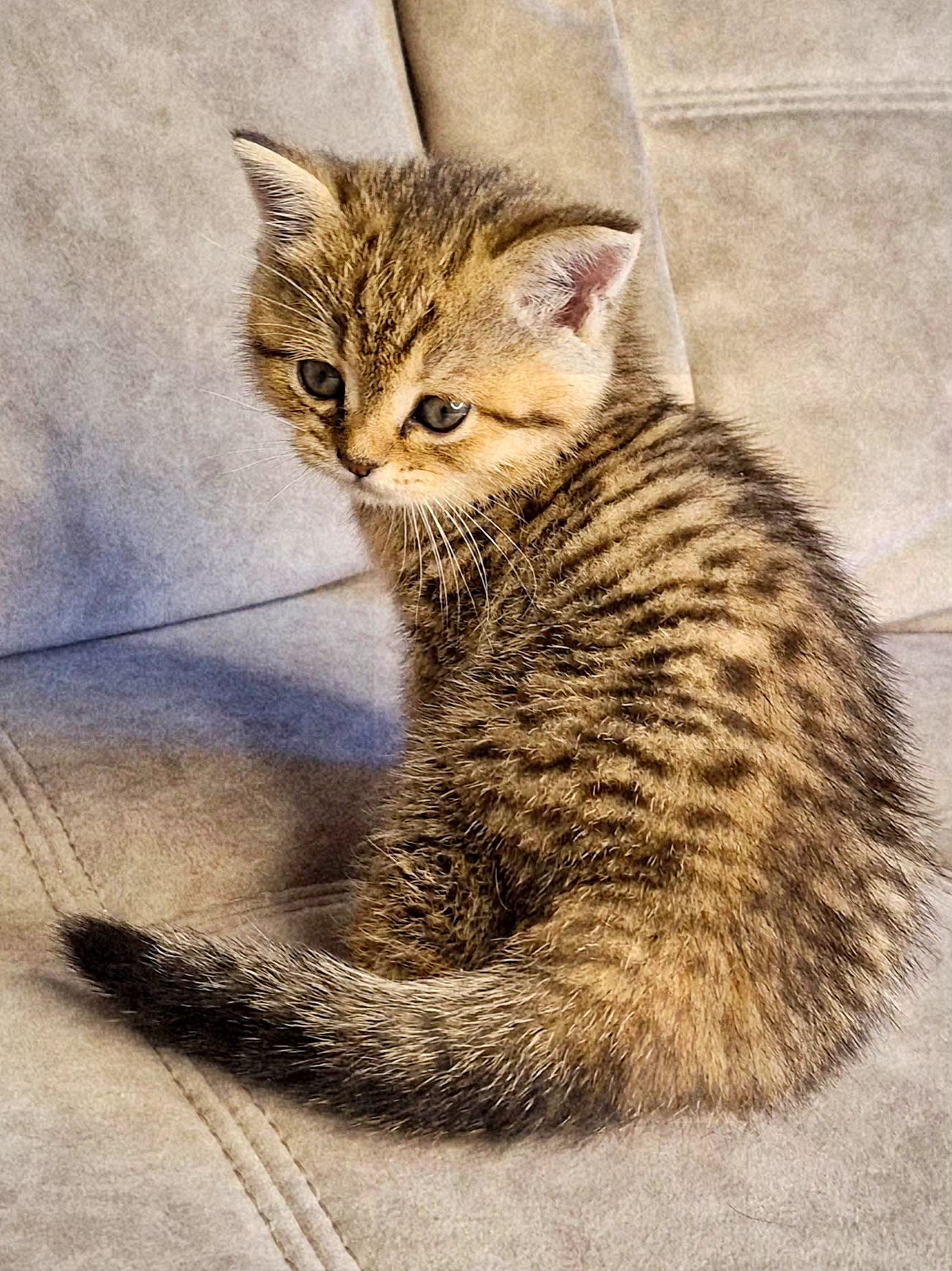 Котята золота шиншила