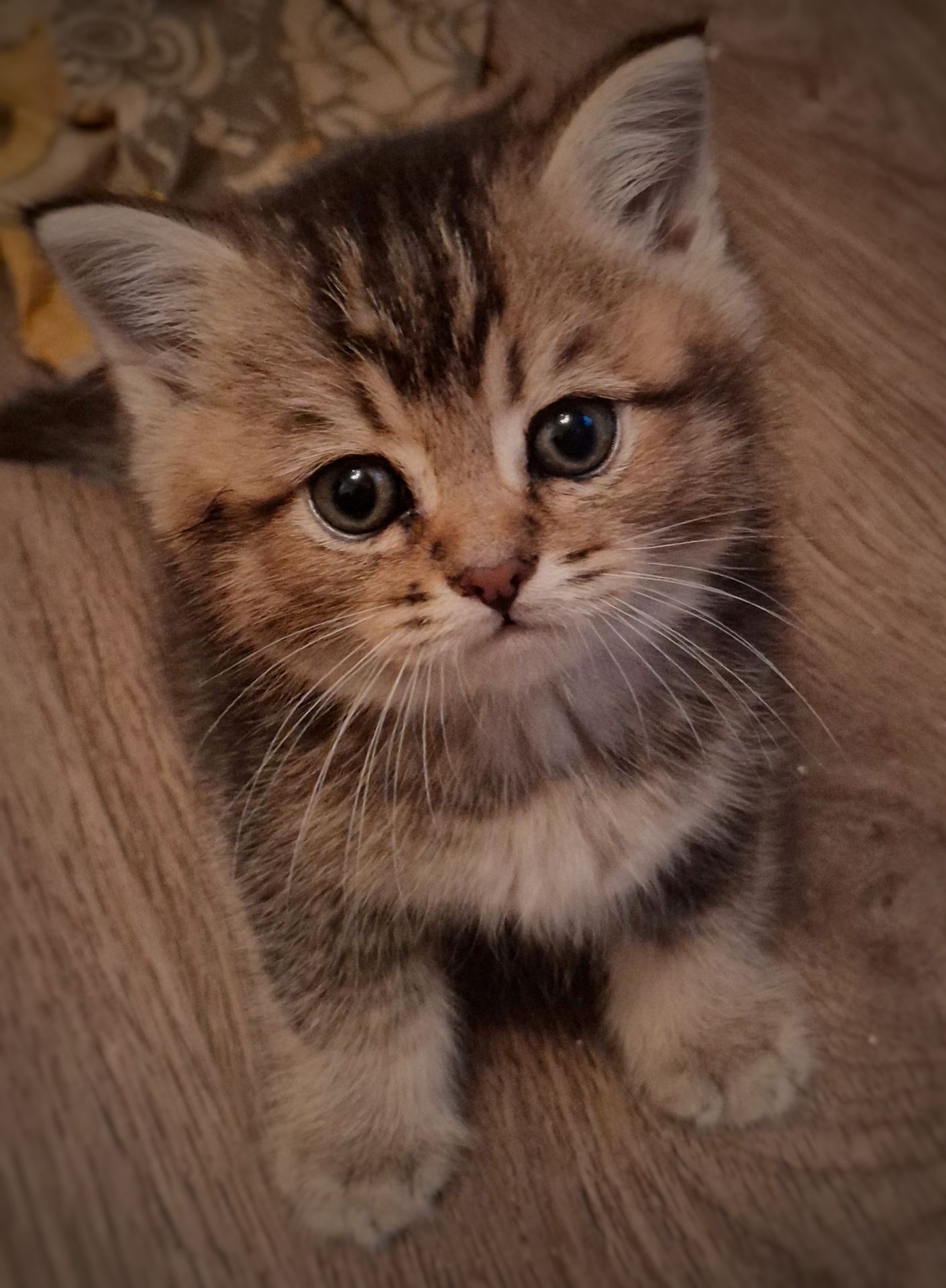 Котята золота шиншила