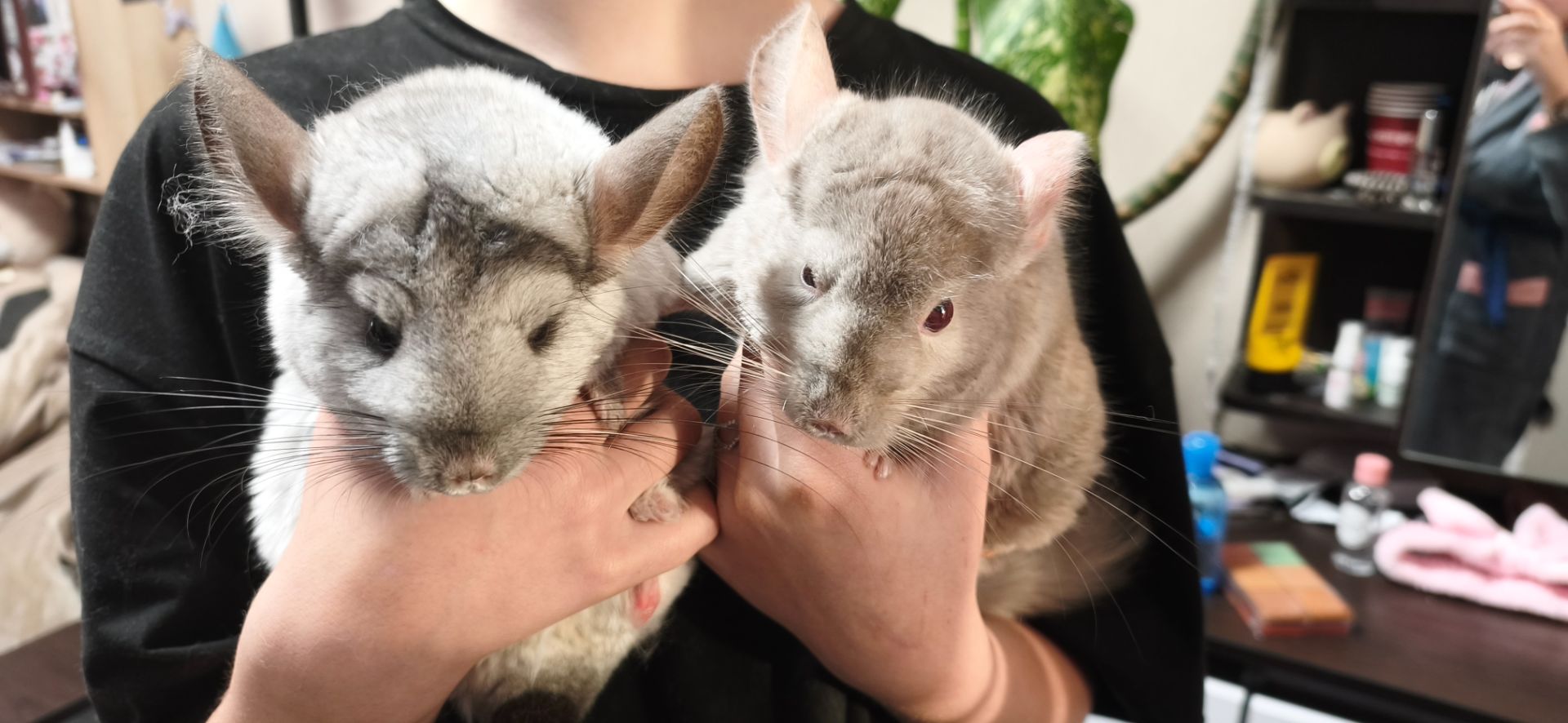 Продам пару шиншилл