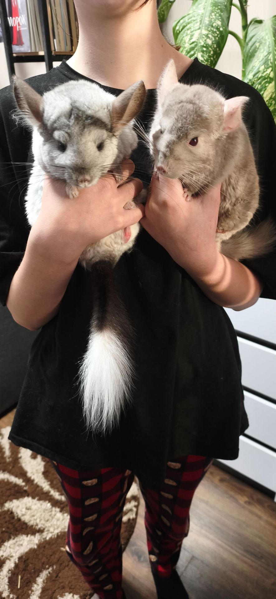 Продам пару шиншилл