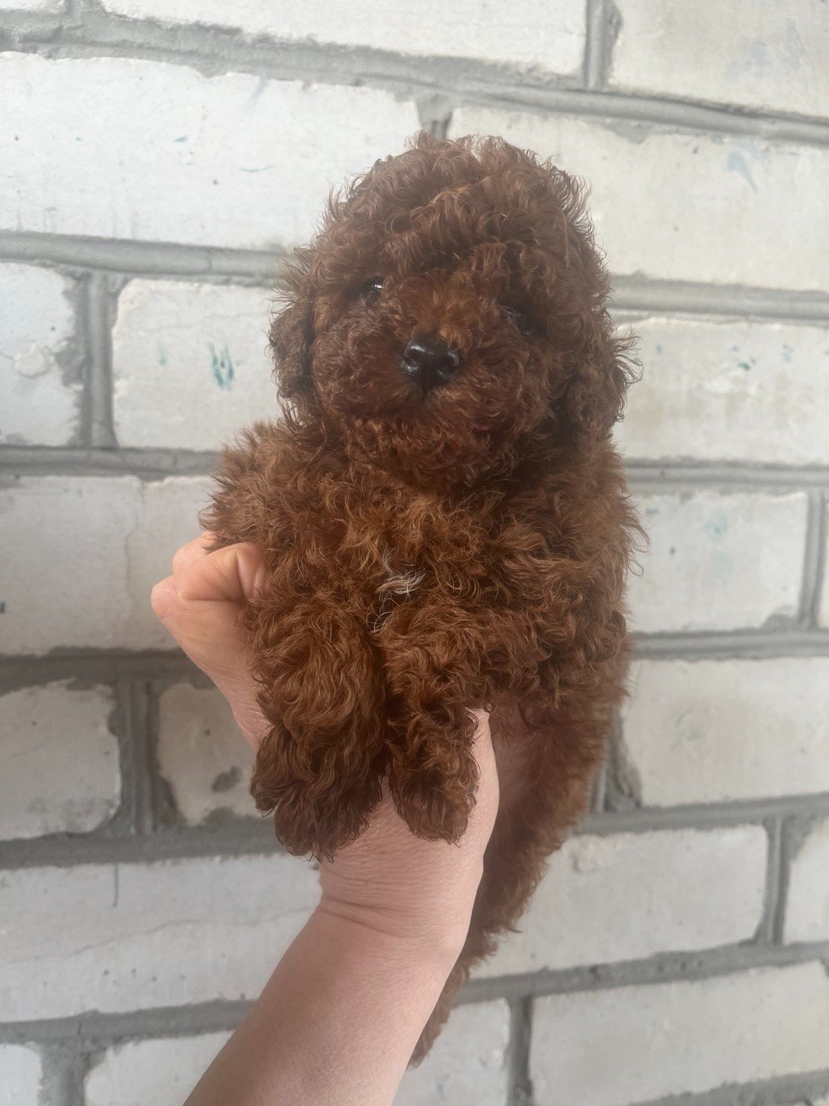 Щенки той пудель