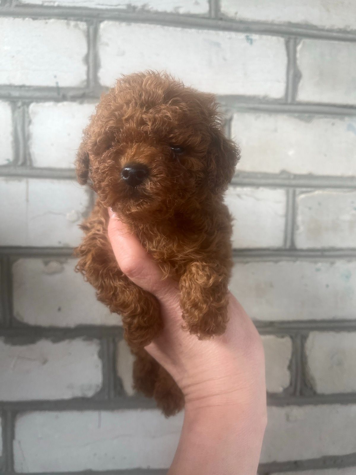 Щенки той пудель