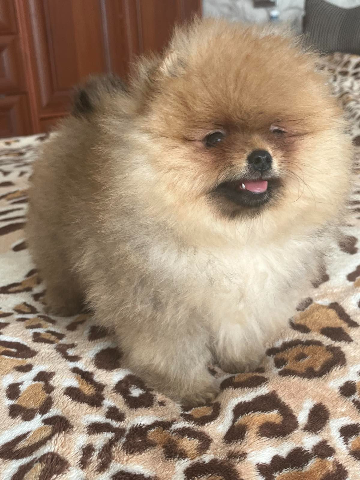 Девочка померанский шпиц