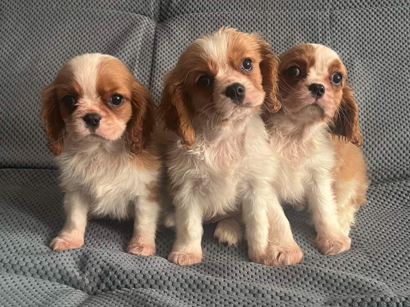 Щенки кавалер кинг Чарльз спаниель