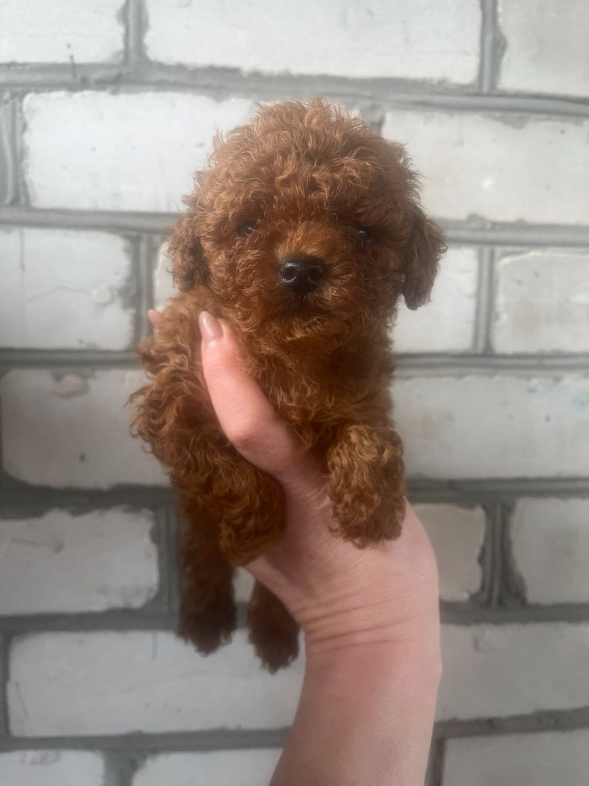 Щенки той пудель