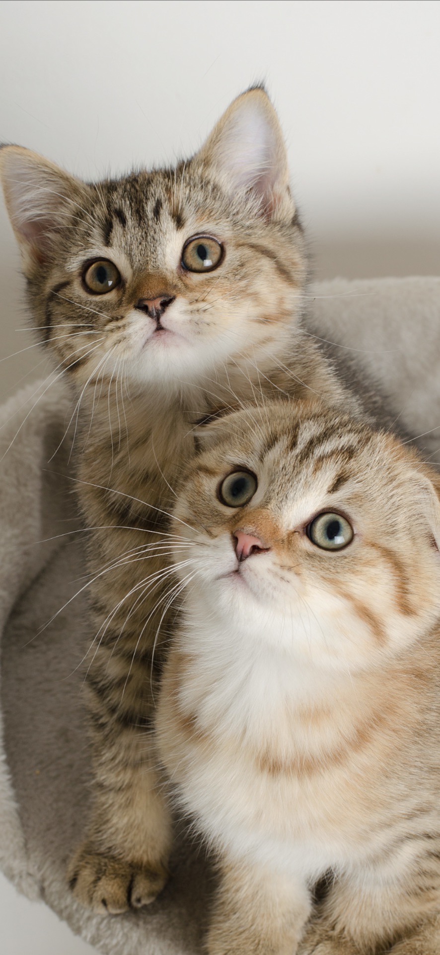 Шотландські кошенята, золоті таббі, смугасті з щепленням