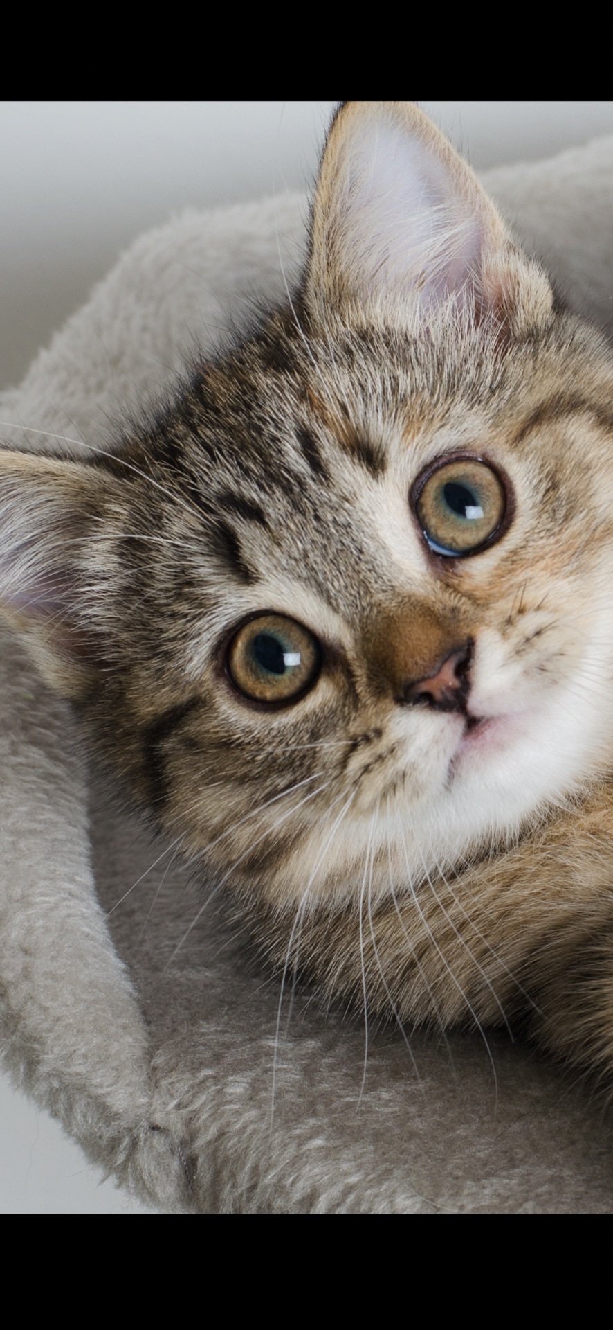 Шотландські кошенята, золоті таббі, смугасті з щепленням