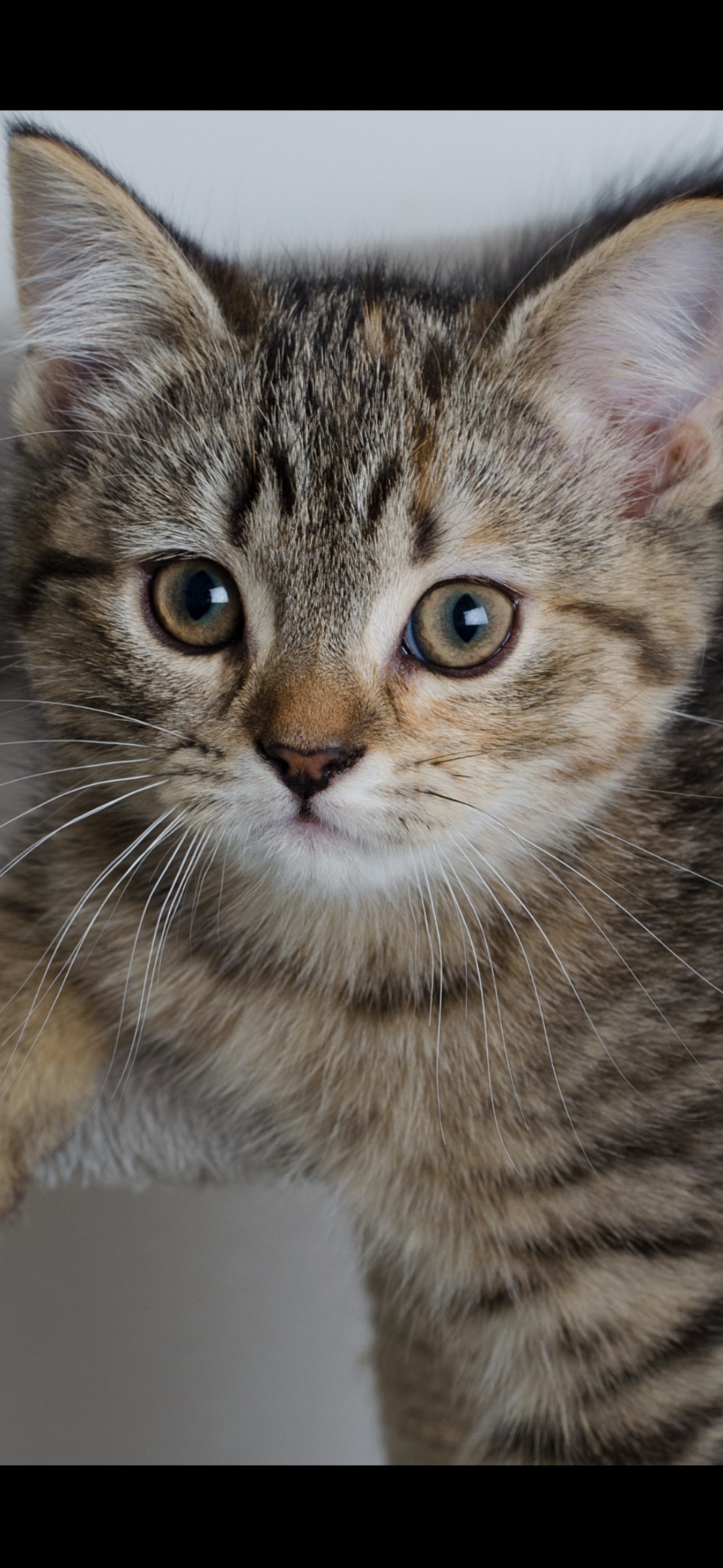 Шотландські кошенята, золоті таббі, смугасті з щепленням