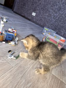 Котята золота шиншила