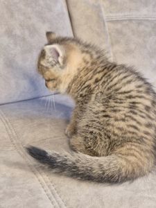 Котята золота шиншила