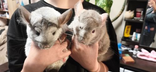 Продам пару шиншилл