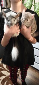 Продам пару шиншилл