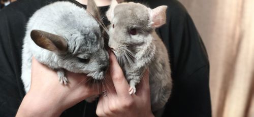 Продам пару шиншилл