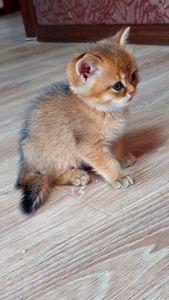Котята золота шиншила