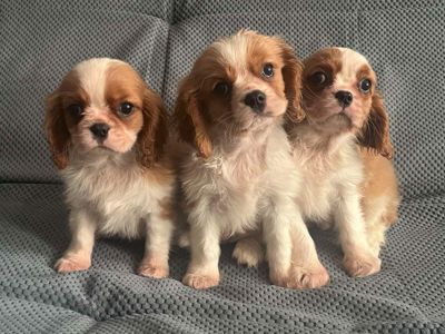 Щенки кавалер кинг Чарльз спаниель