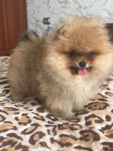Девочка померанский шпиц