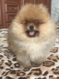 Девочка померанский шпиц