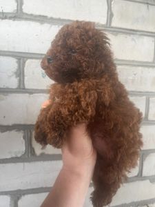 Щенки той пудель