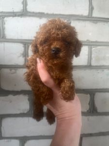 Щенки той пудель