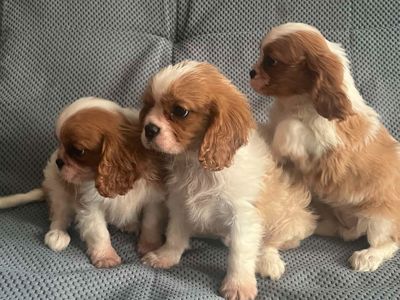 Щенки кавалер кинг Чарльз спаниель