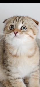 Шотландські кошенята, золоті таббі, смугасті з щепленням