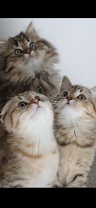 Шотландські кошенята, золоті таббі, смугасті з щепленням