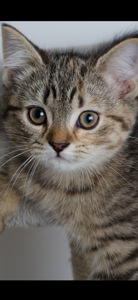 Шотландські кошенята, золоті таббі, смугасті з щепленням