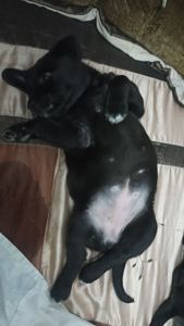 Отдам щенков Запорожье