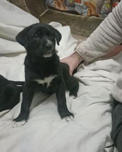 Отдам щенков Запорожье